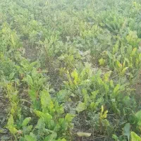 علوفه چغندر و یونجه