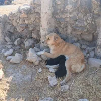 گمشده|حیوانات|کازرون, |دیوار