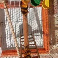 قفس بزرگ عروس هلندی و کاسکو|لوازم جانبی حیوانات|شیراز, کیان شهر|دیوار