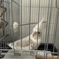 جوجه عروس هلندی آلبینو ابلغ|پرنده|تهران, هفت چنار|دیوار