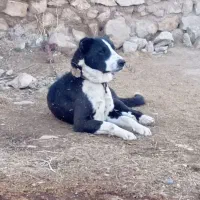 سگ نر یک ساله|سگ|اسلام‌‌آباد غرب, |دیوار