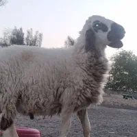 بره نر