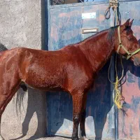 نریون|اسب و تجهیزات اسبسواری|بم, |دیوار