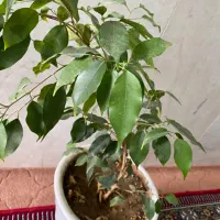 بنجامین ابلق و سبز|گل و گیاه طبیعی|فسا, |دیوار