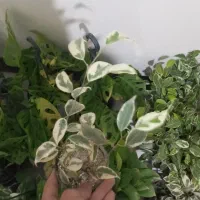 گل با قیمت عالی|گل و گیاه طبیعی|اصفهان, باتون|دیوار