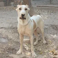 سگ نگهبان، افغان آلابای|سگ|شهریار, کردزار|دیوار