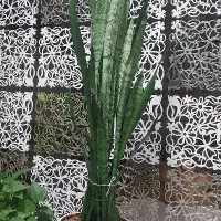 گیاه سانسوریا