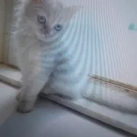 گربه نژاد پرشین