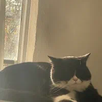 گربه نژاد دار|گربه|شیروان (خراسان), |دیوار