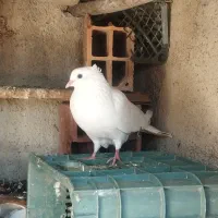 کبوتر  پرشی