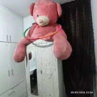 خرس شاسخین