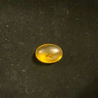 کهربا مهمان دار