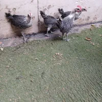 خروس براکل