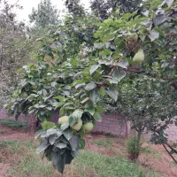 فروش یک پلاک 200متری شمالی|فروش زمین و ملک کلنگی|گلوگاه بابل (گلیا), |دیوار