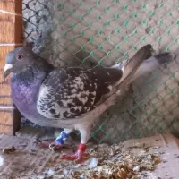 کبوتر مسافتی