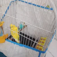 قفس پرنده 250