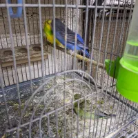 فروش کوتوله برزیلی وجوجه ومرغ عشق