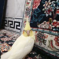 طوطی عروس هلندی لوتینو ۳ماهه|پرنده|قم, علی آباد|دیوار