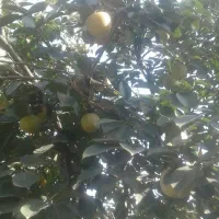 خرمالو تازه چین