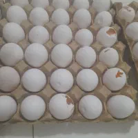 کسی تخم مرغ شکسته خواست درخدمتم