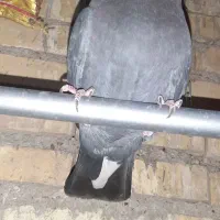 نر سبز چاپی|حیوانات|آبادان, |دیوار