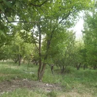 باغ سی سخت روستای کوخدان