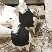 کبوتر طوقی ۶ دانگ|پرنده|شهریار, شهریار|دیوار