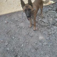 سگ ژرمن|سگ|پاکدشت, پاکدشت (مامازند)|دیوار