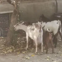 فروش بز صلاله شکم سوم همراه با دو تا بزغاله ماده