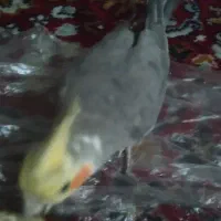 ساخت و فروش لانه عروس