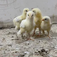 جوجه برهما.گلین جاپنیز کوشین