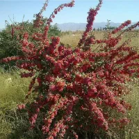 اصلاح کردن زرشک وانگور