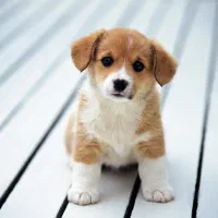 یک عدد سگ پاکوتاه پیدا شده