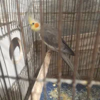 حراج عروس هلندی|پرنده|ری, عباسآباد|دیوار