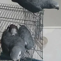 یک جفت کاسکو  سخنگو|پرنده|شیراز, شهرک بزین|دیوار