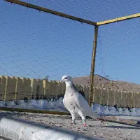 طوقی ماده کرم کبوتر|پرنده|همدان, |دیوار