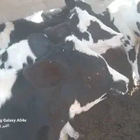 فروش 7 راس گاو و 4 راس گوساله|حیوانات مزرعه|کشکوئیه, |دیوار