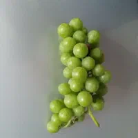 غوره تازه حاصل