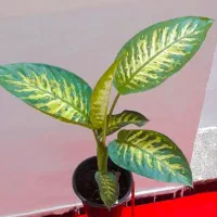 گل دیفن باخیا|گل و گیاه طبیعی|زابل, |دیوار