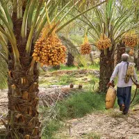 پکیج تقویت ریشه و افزایش جذب در نخلستان خرما