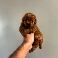 تاینی توی پودل .پودل عروسکی پودل سایز خیلی ریز