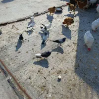 فروش کبوتر|پرنده|ساری, |دیوار