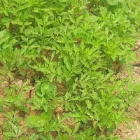 نهال گوجه ریز  دونه۱۰۰۰