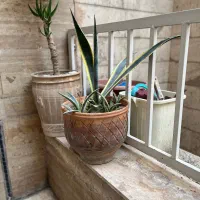 گلدان گل|گل و گیاه طبیعی|تهران, دبستان|دیوار