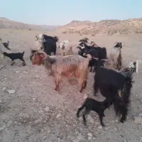 بز وبزغاله  ۱۳رس