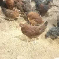 جوجه نیمچه ۳ ماهه بومی محلی گلپایگان