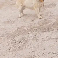 پاکوتاه 3ساله اصل سرابی