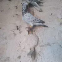 پرنده پرشی|پرنده|شیراز, داریون|دیوار