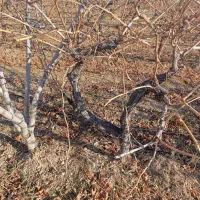 نهال های شش ساله انواع انگور های ایستاده داربستی|خدمات باغبانی و درختکاری|اصفهان, باغ نگاره|دیوار