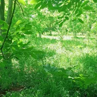 فروش باغ|فروش دفتر صنعتی، کشاورزی، تجاری|بوئین زهرا, |دیوار